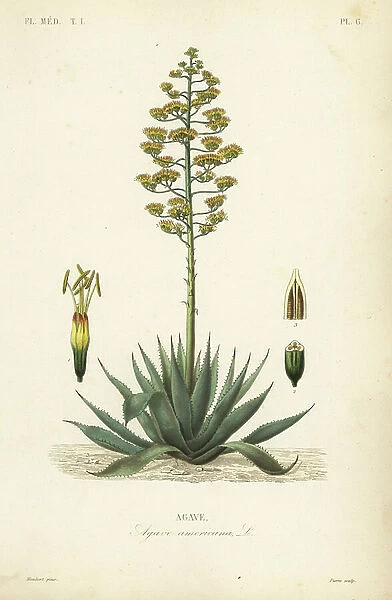 Sentry plant, century plant, maguey or American aloe, Agave americana, Agave