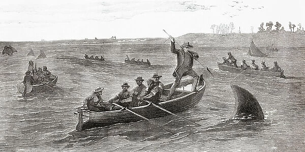 Shark hunting in the 19th century