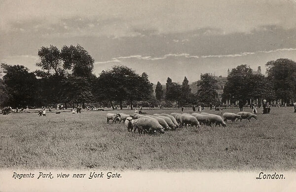 Sheep in Regents Park, London, view near York Gate (b  /  w photo)