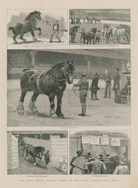 The Shire Horse Societys show at the Royal Agricultural Hall (engraving)