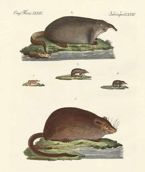 Shrew mice and musk mices (coloured engraving)
