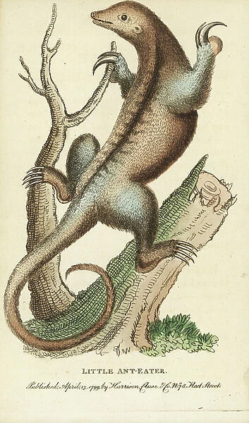Silky anteater, Cyclops didactylus. Illustration copied from George Edwards. Handcoloured copperplate engraving from ' The Naturalist's Pocket Magazine,' Harrison, London, 1799