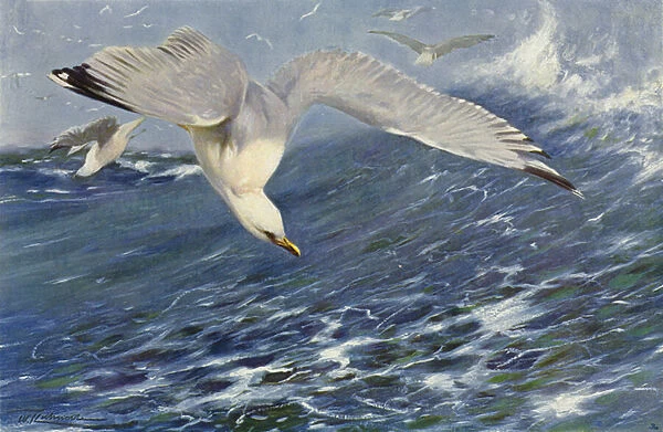 Silver Gull (colour litho)