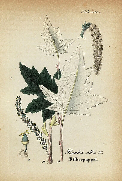 Silver poplar, Populus alba. Handcoloured copperplate engraving from Dr. Willibald Artus Hand-Atlas sammtlicher mediinisch-pharmaceutischer Gewachse, (Handbook of all medical-pharmaceutical plants), Jena, 1876