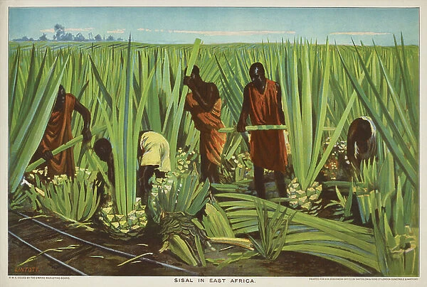 Sisal in East Africa, from the series Empire Trade is Growing, 1927 (colour litho)