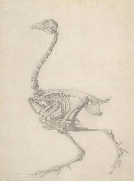 The Skeleton of a Fowl, from the series A Comparative Anatomical Exposition