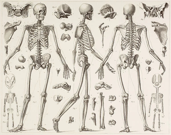 Skeleton of a fully grown human, after a 19th century print (litho)