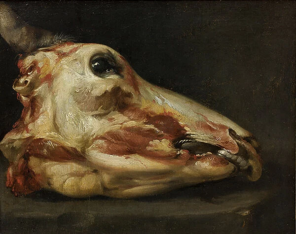 Skinned Head of a Young Bull, c. 1690 (oil on canvas)