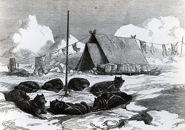 Sledge Travelling: Method of fastening dogs when camping, 1876 (engraving)