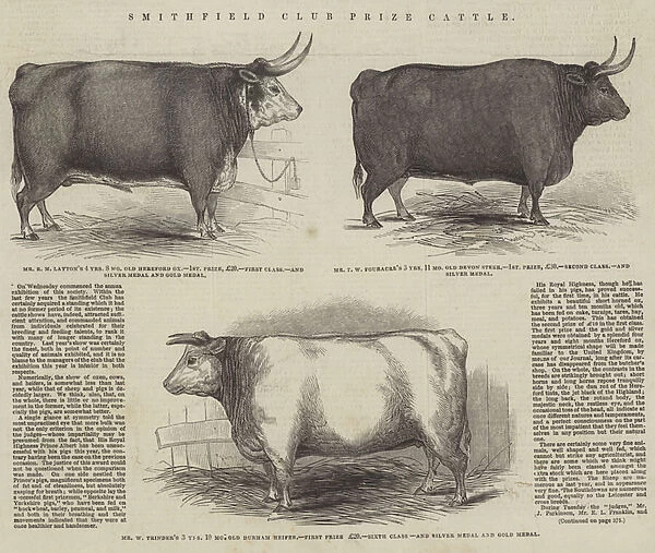 Smithfield Club Prize Cattle (engraving)