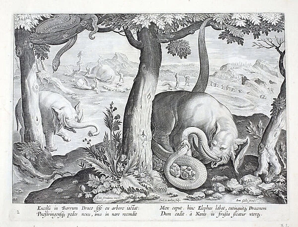 Snake used in elephant hunting, illustration from Venationes, Ferarum, Avium