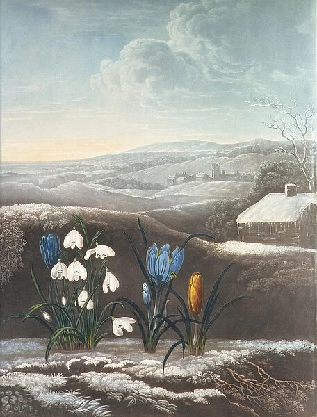 The Snowdrop, engraved by Ward, probably early 19th century (aquatint and gum arabic)