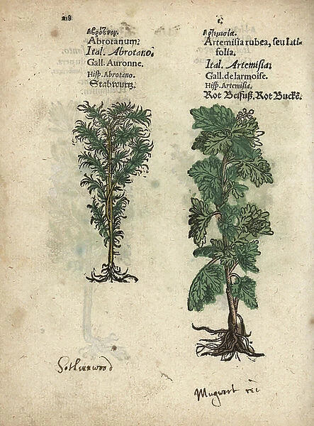 Southernwood, Artemisia abrotanum, and mugwort, Artemisia vulgaris. Handcoloured woodblock engraving of a botanical illustration from Adam Lonicer's Krauterbuch, or Herbal, Frankfurt, 1557