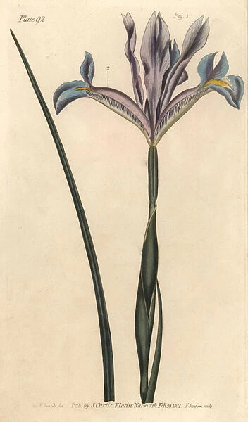 Spanish iris, Iris xiphium. Handcoloured copperplate engraving by F. Sansom of a botanical illustration by Sydenham Edwards for William Curtis Lectures on Botany, as delivered in the Botanic Garden at Lambeth, 1805