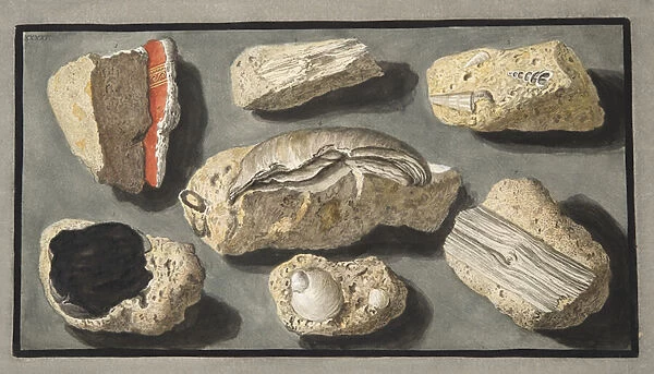 Specimens of Tufa found in and around Herculaneum, Plate XXXXV