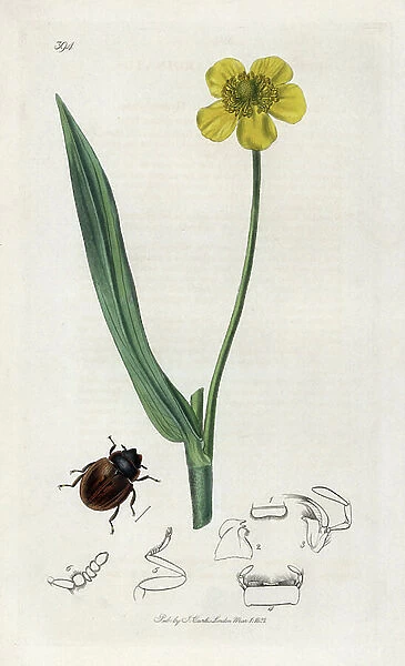 Sperch (Spercheus emarginatus), hydrophilic coleoptere variete. Lithograph by John Curtis (1791-1862) published in 'British Entomology', a collection of 770 illustrations and descriptions of British insects, London, England, 1824 to 1839
