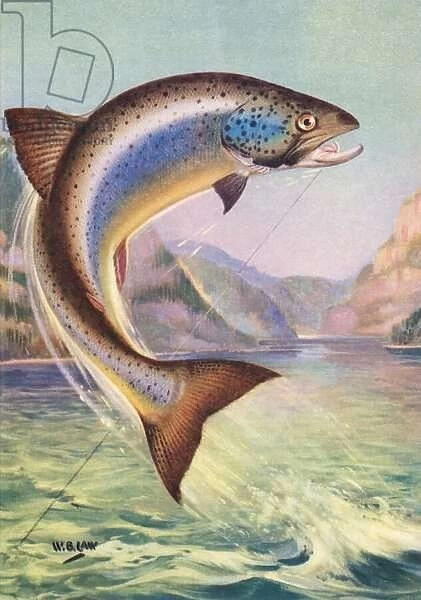 Sport Fishing: Leaping Landlocked Salmon, 1950 (colour litho)