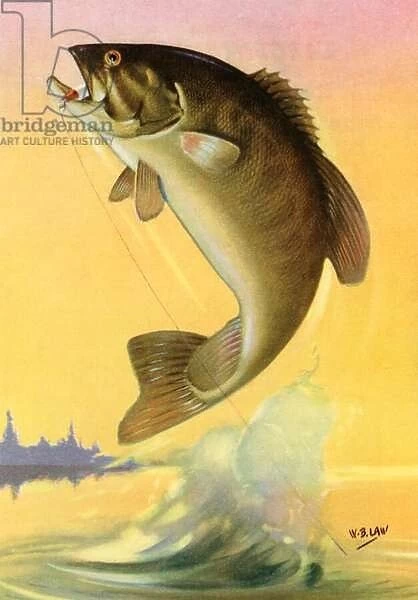 Sport Fishing: Leaping Smallmouth Bass, 1950 (colour litho)