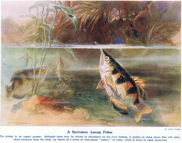 A Sportsman Among Fish, illustration from Wonders of Land and Sea