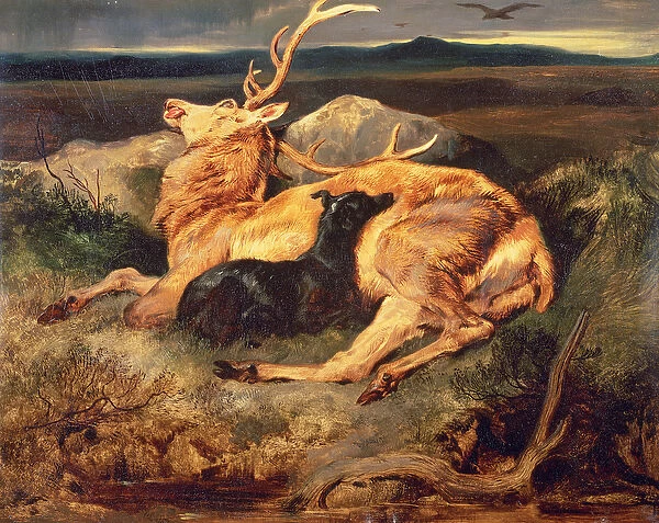 Stag (oil on canvas)