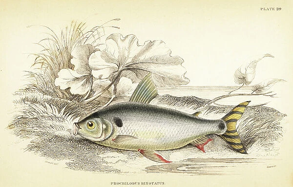Steindachnerina binotata (Double-marked salmon carp, Prochilodus binotatus). Handcoloured steel engraving by W.H. Lizars after an illustration by James Stewart from Robert Schomburg's Fishes of Guiana