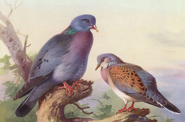 Stock-Dove, Turtle-Dove (colour litho)