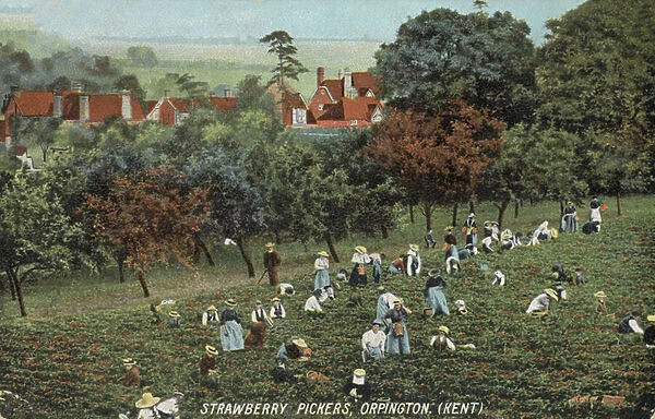 Strawberry pickers in the fields at Orpington, Kent (photo)