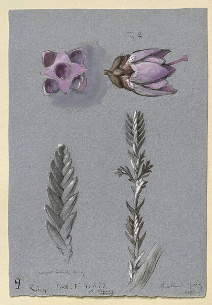 Four Studies of Ling, probably 14 September 1869 (watercolour, bodycolour
