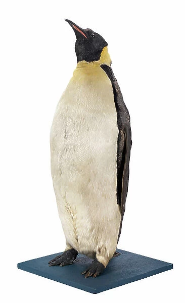 Stuffed Emperor Penguin model, 1901-04 (bird skin, feathers)