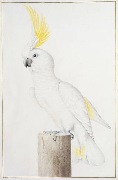 Sulphur-crested Cockatoo (Cacatua galerita), (black chalk, brush, ink, watercolour
