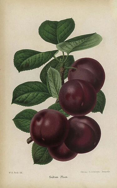 Sultan plum variety. Chromolithography drawn by Walter Hood Fitch, Miss E. Regel and J.L. Macfarlane, lithography by G.Severeyns and Stroobant, Belgium, published in Floriste et Pomologie, by Robert Hogg, published in London 1878 to 1884