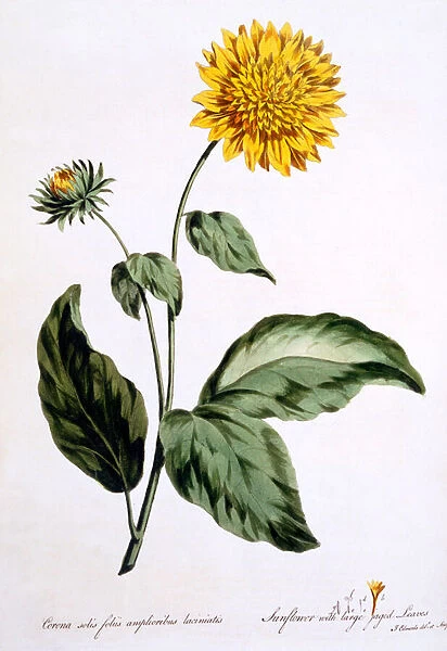 Sunflower with large jagged leaves, illustration from The British Herbalist