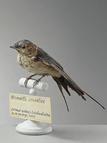 Swallow (Cecropis daurica) - red-rumped (red rumped) swallow - Museum d'histoire naturelle de Marseille