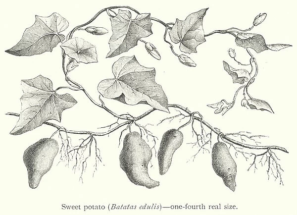 Sweet potato, Batatas edulis (engraving)
