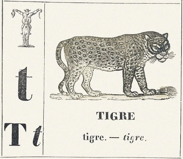 T for Tiger, 1850 (engraving)