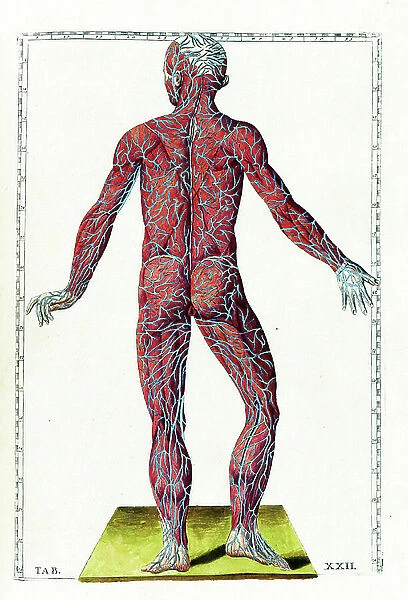 Tabulae anatomicae, 16th century (engraving)