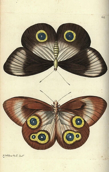 Taenaris urania butterfly, upperside and underside (Jairus butterfly, Papilio jairus). Illustration drawn and engraved by Richard Polydore Nodder. Handcoloured copperplate engraving from George Shaw