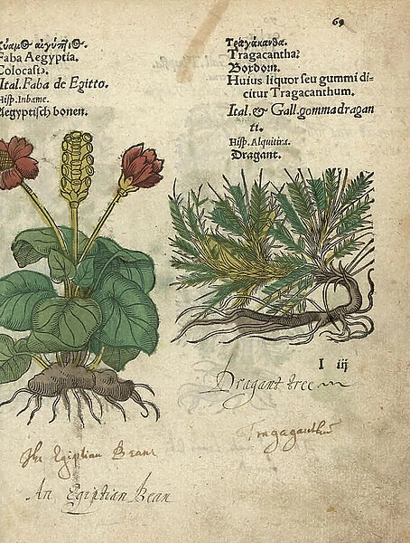 Taro, Colocasia esculenta, and dragon tree, Astragalus tragacantha. Handcoloured woodblock engraving of a botanical illustration from Adam Lonicer's Krauterbuch, or Herbal, Frankfurt, 1557