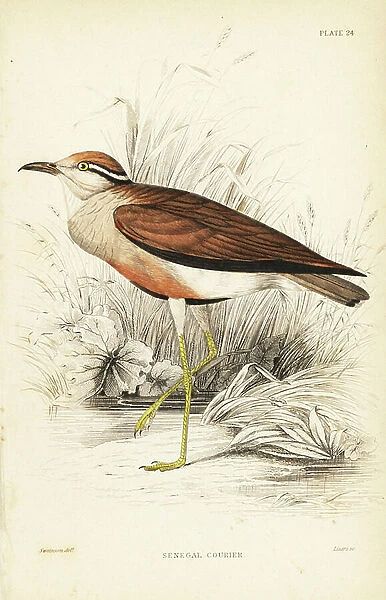 Temminck's courser, Cursorius temminckii (Senegal courier, Tachydromus senegalensis). Handcoloured steel engraving by William Lizars after William Swainson from Sir William Jardine's Naturalist's Library: Ornithology: Birds of Western Africa