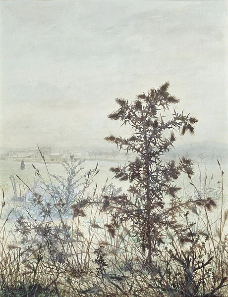 Thistles and Weeds, 1864 (w  /  c, bodycolour, pen & ink and pencil on paper)