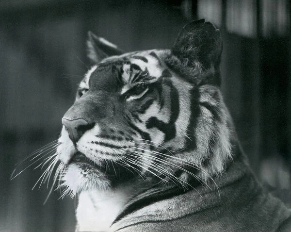 Tigress Sally at London Zoo in 1927 (b  /  w photo)