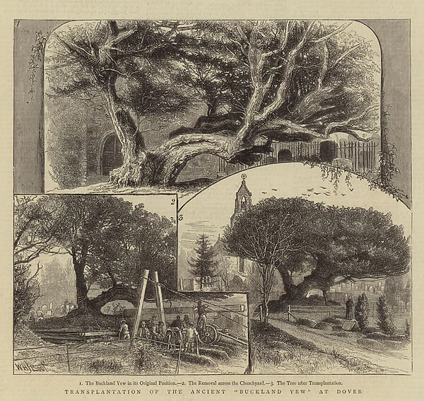 Transplantation of the Ancient 'Buckland Yew'at Dover (engraving)