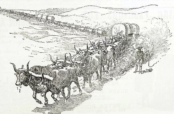 Traveling west in America. Ox Caravan. Illustration 1887 (engraving)