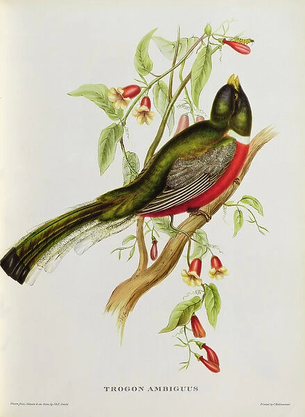 Trogon Ambiguus from Tropical Birds, 19th century (coloured litho)