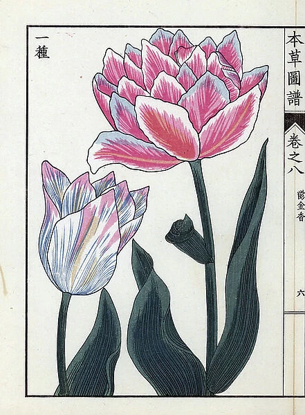 Tulip, tricolor flower variety, (blue, pink, white) - Japanese print by Kanen Iwasaki (1786-1842), from Honzo Zufu, illustrative guide to medicinal plants, 1884 - Tulip, Tulipa gesneria L
