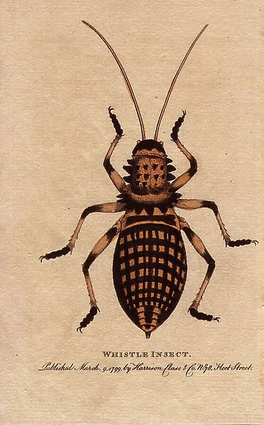 Type of North African grasshopper (Eugaster spinulosa), specimen identified and named by George Edwards (1694-1773). Lithographie in The Naturalist Pocket Magazine or Cabinet complete des Curiosites et Beautes de la Nature
