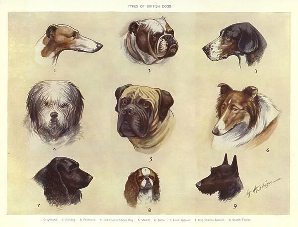 Types of British Dogs (colour litho)