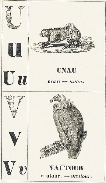 U V: Unau -- Vulture, 1850 (engraving)