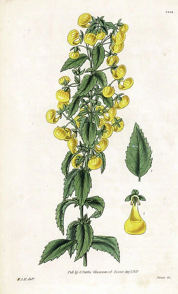 Variete of calceolaria orsmall slipper or lady purse - Narrow-leaved slipperwort, Calceolaria angustiflora. Handcoloured copperplate engraving by Swan after an illustration by William Jackson Hooker from Samuel Curtis's ' Botanical Magazine,'