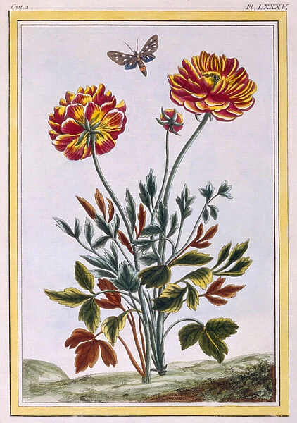 A variety of double flowered yellow poppy, c. 1776 (hand-coloured engraving)